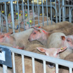 Le marché au cadran des ovins