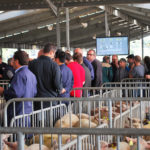 Le marché au cadran des ovins