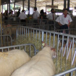 Festival de l'élevage et de la gastronomie