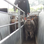 Le marché au cadran des ovins - Trier les animaux en différents lots