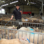 Le marché au cadran des ovins - Notification - lecture des boucles